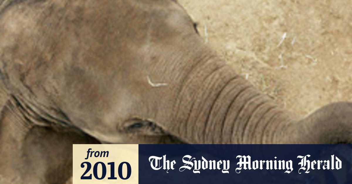 Baby elephant dies during labour at Taronga Zoo